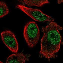 FOG2 Antibody, Novus Biologicals 0.1 mL | Buy Online | Novus Biologicals | Fisher Scientific
